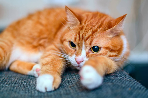 home red cat sitting on the couch. - Фото, изображение
