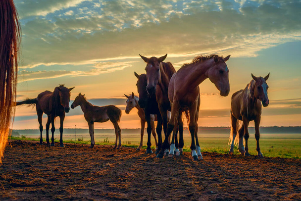 horses on the field graze at dawn - Photo, image