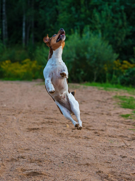 Dog jumps for food.Photographed in motion, in defocus.. - Fotografie, Obrázek