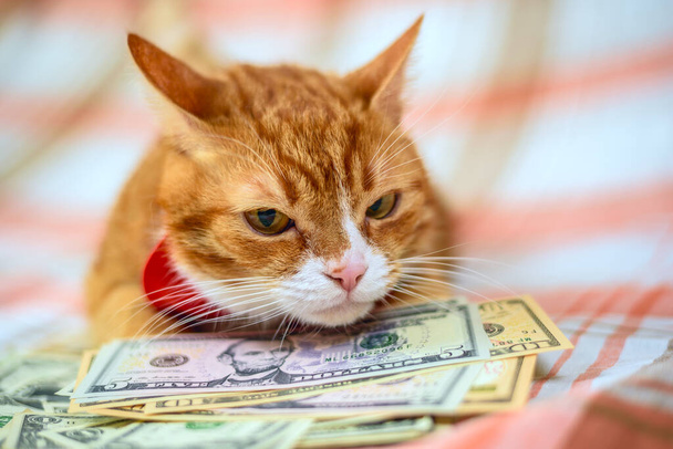 Retrato de un gato doméstico con un montón de billetes de cien dólares. - Foto, imagen