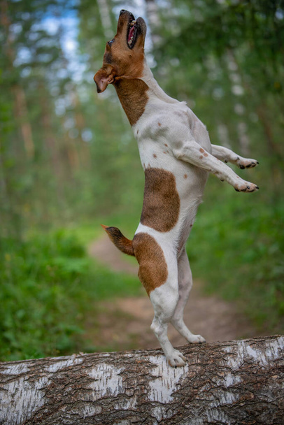 Jack Russell Terrier is standing on its hind legs on a lying tree. Photographed close-up. - Fotografie, Obrázek