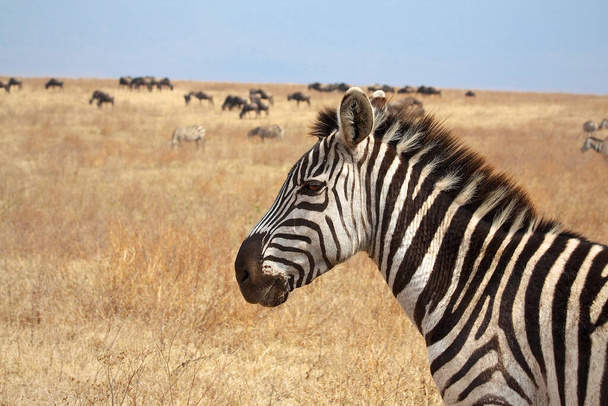 Boční pohled na zebru stojící na pastvinách, Tanzanie - Fotografie, Obrázek