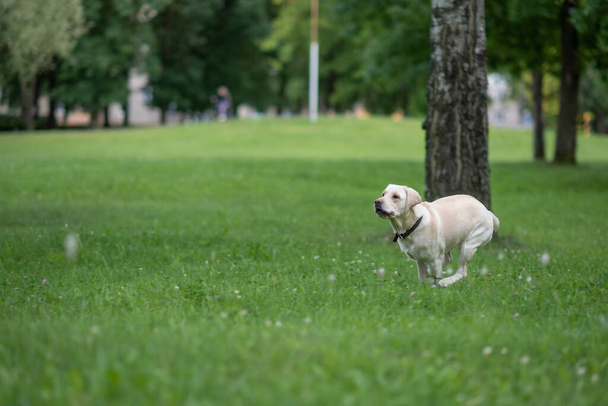 Nuori Labrador leikkii puistossa. Valokuva lähikuvasta. - Valokuva, kuva