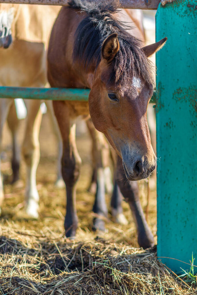 Horses on the farm eat hay. Photographed close up. - Φωτογραφία, εικόνα