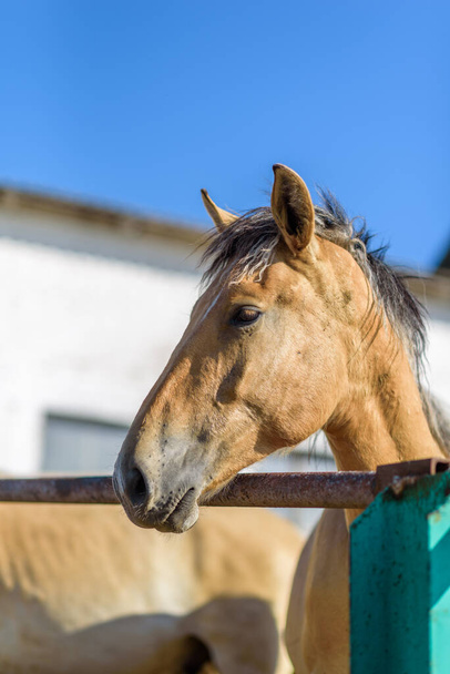 Portrait of a horse close up. Photographed on the ranch. - Foto, Imagem