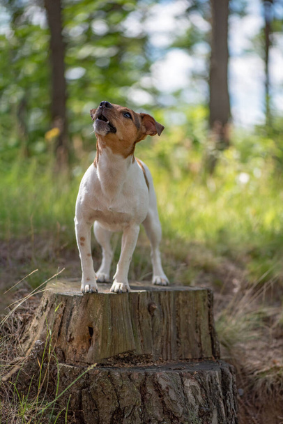 Jack Russell Terrier stands in the forest on a stump. Close-up photographed. - Zdjęcie, obraz