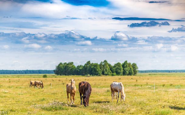 Herd of horses grazing on the field. - Φωτογραφία, εικόνα