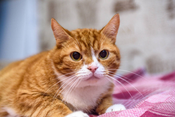 portrait of a ginger domestic cat close up. - Foto, Imagem