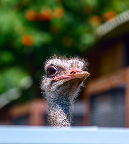 Beautiful head of an ostrich on a green background - Fotografie, Obrázek