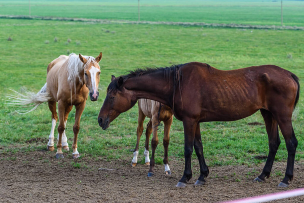 the horses stand on the farm. - Zdjęcie, obraz