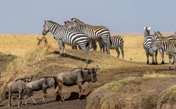 Vue latérale du zèbre debout dans les prairies, Tanzanie - Photo, image