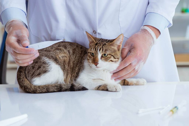 Cat visiting vet for regular checkup - Valokuva, kuva