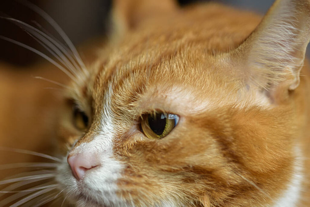 portrait of a red cat macro - Zdjęcie, obraz