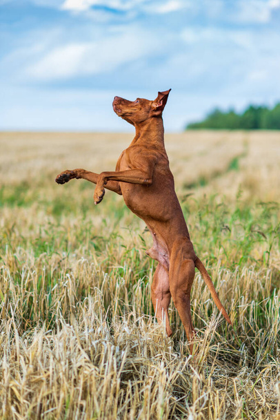 The dog on the field stands on its hind legs. - Фото, изображение