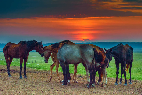 horses graze at dawn - Φωτογραφία, εικόνα