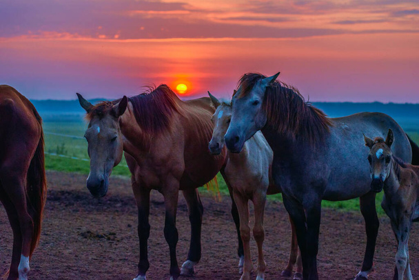 horses graze at dawn - Photo, Image