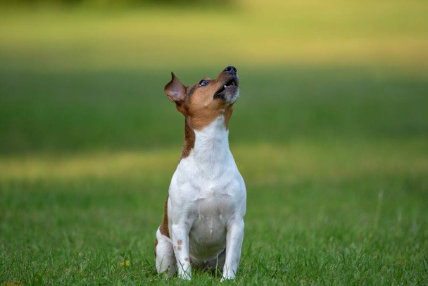 Young jack Russell terrier playing on the grass in the park. - Foto, afbeelding
