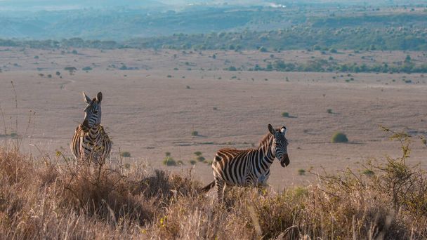 Zebra na pastvinách v Africe, Národní park Keňa - Fotografie, Obrázek
