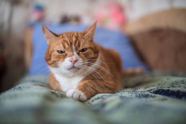 A domestic ginger cat lies on a bed on a green bedspread. Photographed close-up. - Valokuva, kuva