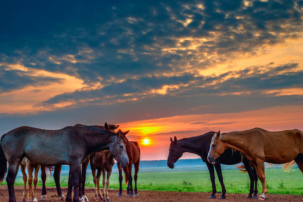 horses graze at dawn - Valokuva, kuva