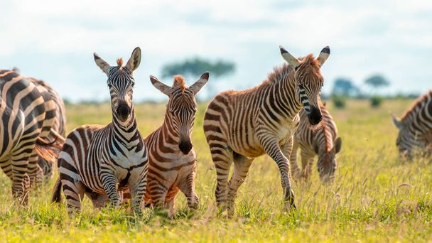 Zebra sulle praterie in Africa, Parco nazionale del Kenya - Foto, immagini