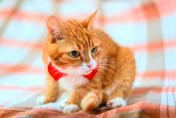 View on cute ginger cat portrait - Φωτογραφία, εικόνα