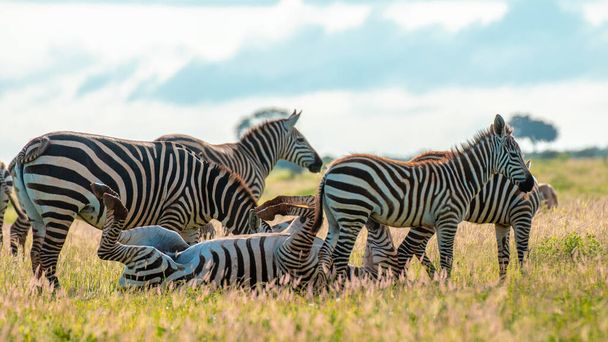 Zèbre dans les prairies d'Afrique, Parc national du Kenya - Photo, image