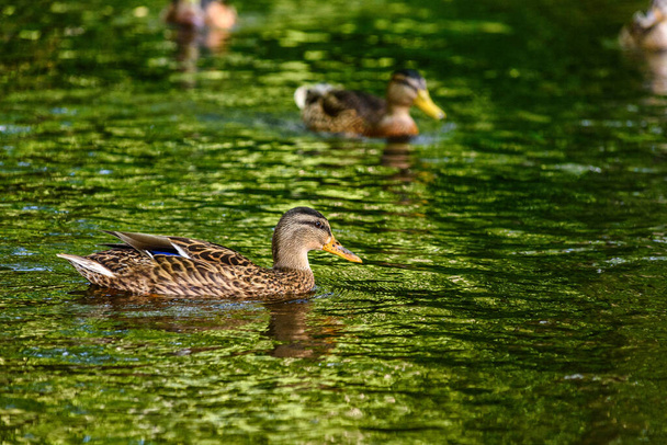 ducks swim in the pond - Фото, изображение