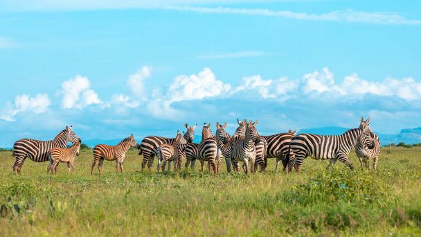 Zebra Afrika legelőjén, Kenya nemzeti parkjában - Fotó, kép