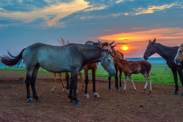 caballos pastan al amanecer - Foto, imagen