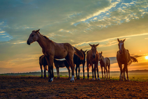 horses on the field graze at dawn - Foto, afbeelding