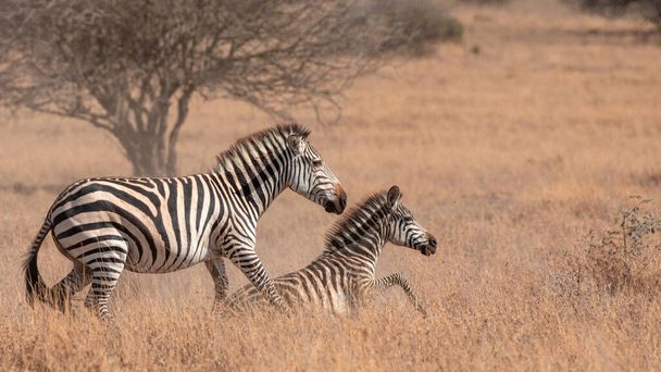 Zèbre dans les prairies d'Afrique, Parc national du Kenya - Photo, image