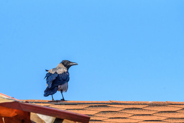 the crow sits on the roof - Фото, изображение