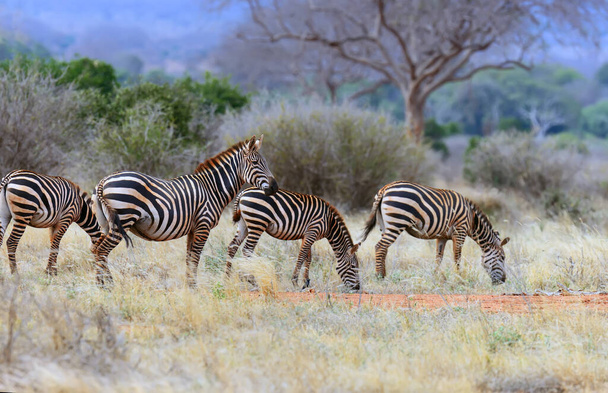 ケニア国立公園アフリカの草原のゼブラ - 写真・画像