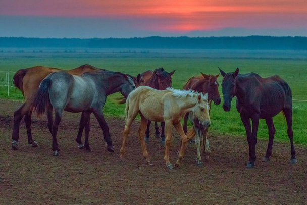 horses graze at dawn - Foto, afbeelding