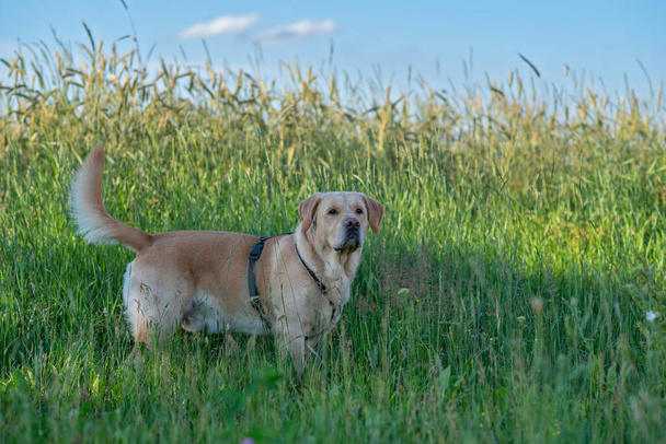 Portrait of a pale-yellow labrador retriever in a field. Photographed close-up. - Zdjęcie, obraz