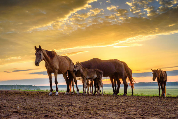 horses on the field graze at dawn - Foto, Imagen