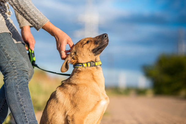 Portrait of a stray dog on a leash. - Φωτογραφία, εικόνα