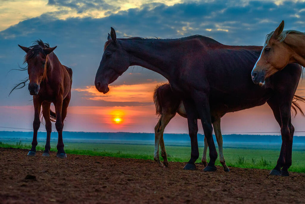 horses graze at dawn - Фото, зображення