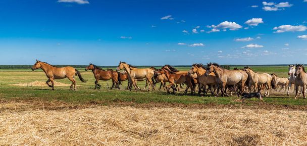 Herd of horses galloping across the field. - Фото, изображение