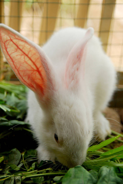 Крупный план кормления кроликов в птичнике - Фото, изображение
