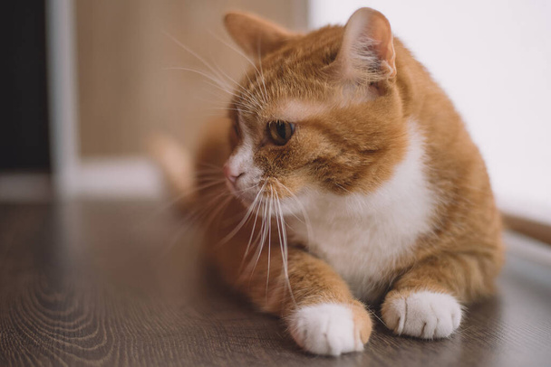 Portrait of a domestic cat in retro style. - Fotografie, Obrázek