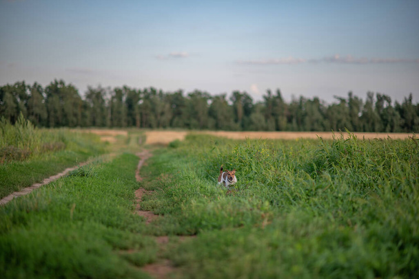Jack Russell Terrier runs in the grass across the field. - Foto, Bild