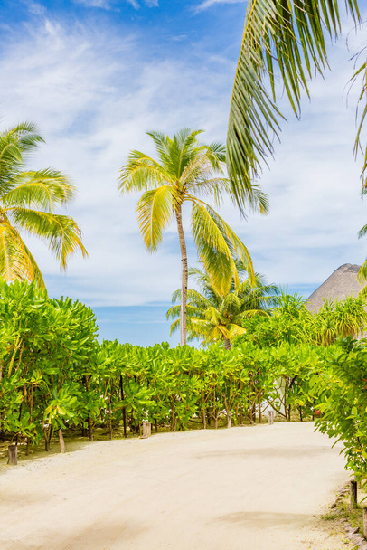 Концепция летнего отдыха: пальмовые листья с тропическим райским островным пляжем. Тропинка на пляже песчаного острова - Фото, изображение