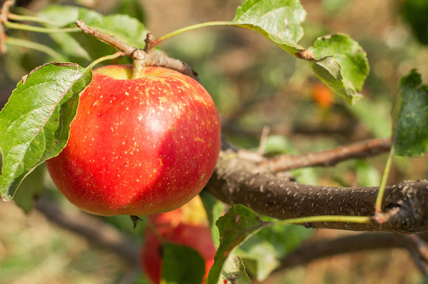 熟す、木の葉を持つ枝に赤いリンゴ、晴れた日. - 写真・画像