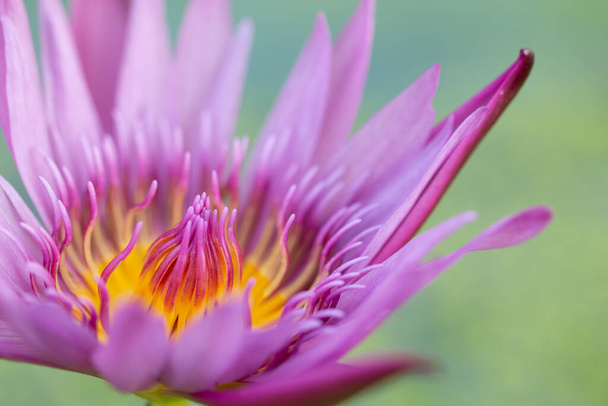 Close-up pink lotus water lily flower. - Φωτογραφία, εικόνα