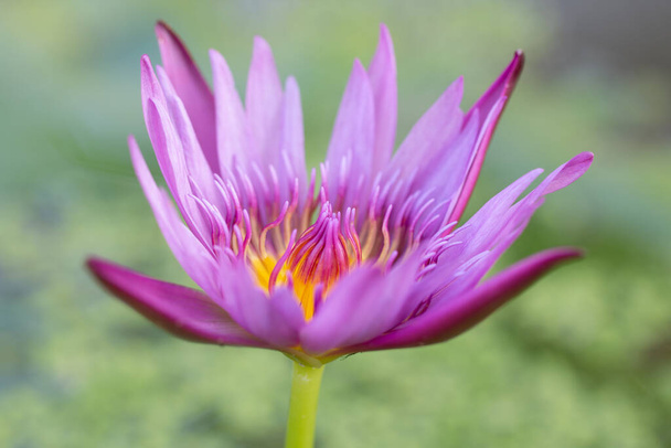Close-up pink lotus water lily flower. - Foto, Imagen