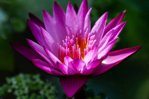 Close-up pink lotus water lily flower. - 写真・画像