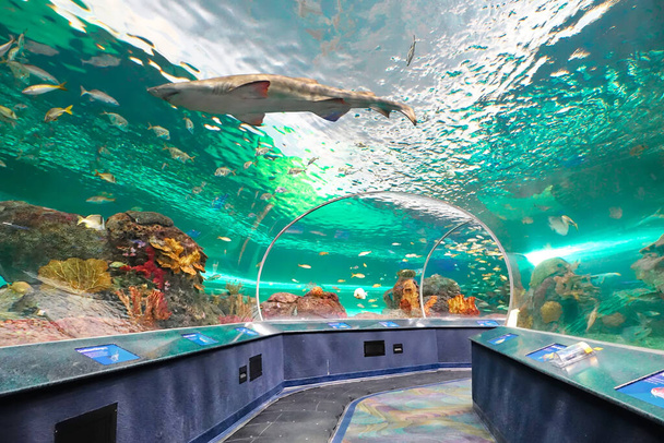 Toronto, Ontario, Canada-20 квітня 2018: Toronto Ripleys Aquarium underwater scenic tunnel - Фото, зображення