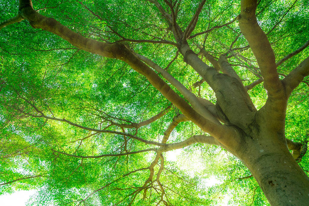 Bottom view of tree trunk to green leaves of big tree in tropical forest with sunlight. Fresh environment in park. Green plant give oxygen in summer garden. Forest tree with small leaves on sunny day. - Photo, Image